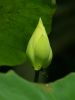 Filename=01lotus-bud1.jpg
Filesize=113KiB
Dimensions=346x461
Date added=Apr 20, 2009 01lotus-bud1.jpg