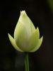 Filename=02lotus-bud2.jpg
Filesize=72KiB
Dimensions=346x461
Date added=Apr 20, 2009 02lotus-bud2.jpg