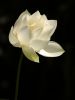 Filename=03white_lotus.jpg
Filesize=64KiB
Dimensions=346x461
Date added=Apr 20, 2009 03white_lotus.jpg