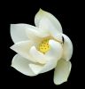 Filename=04white_lotus.jpg
Filesize=86KiB
Dimensions=443x461
Date added=Apr 20, 2009 04white_lotus.jpg