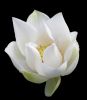 Filename=09white_lotus.jpg
Filesize=78KiB
Dimensions=402x461
Date added=Apr 20, 2009 09white_lotus.jpg
