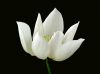Filename=10white_lotus.jpg
Filesize=82KiB
Dimensions=615x461
Date added=Apr 20, 2009 10white_lotus.jpg