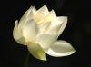Filename=11white_lotus.jpg
Filesize=131KiB
Dimensions=615x461
Date added=Apr 20, 2009 11white_lotus.jpg