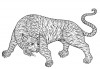 Filename=4tiger.jpg
Filesize=66KiB
Dimensions=600x416
Date added=May 14, 2009 4tiger.jpg