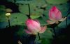 作品名=lotus12.jpg
作品尺寸=68KiB
作品尺寸450x290
加入日期七月 11, 2011 lotus12.jpg