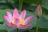 作品名=lotus_flower1.jpg
作品尺寸=25KiB
作品尺寸600x400
加入日期七月 11, 2011 lotus_flower1.jpg