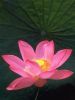 作品名=lotus_flower2.jpg
作品尺寸=26KiB
作品尺寸450x600
加入日期七月 11, 2011 lotus_flower2.jpg